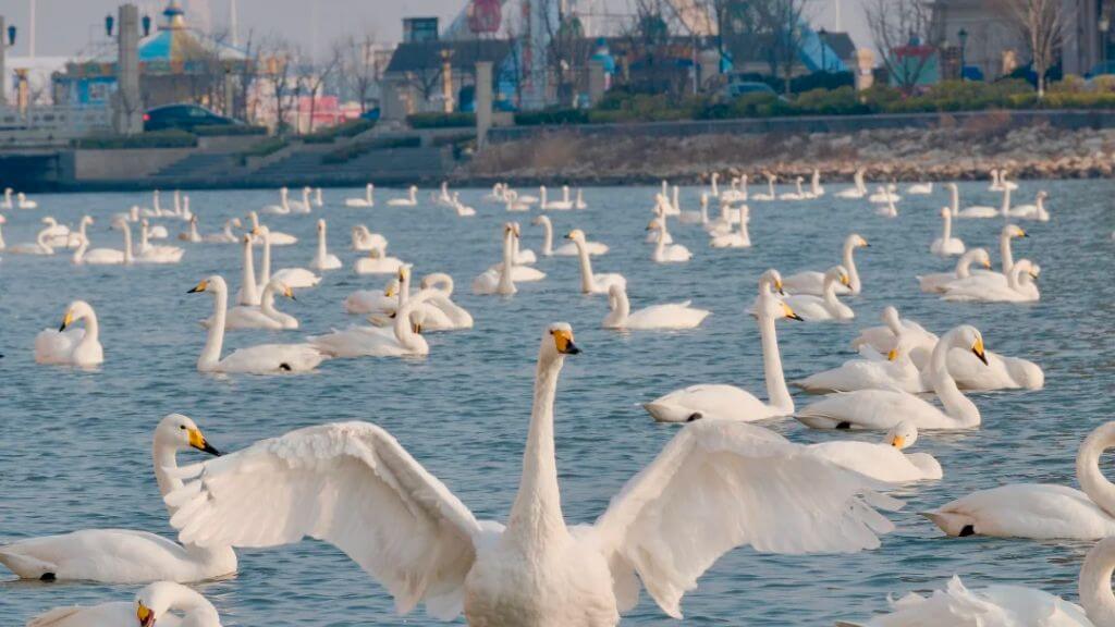 Đoàn ghé Hồ Thiên Nga – khu sinh thái yên bình, nơi sinh sống của nhiều loài chim di cư