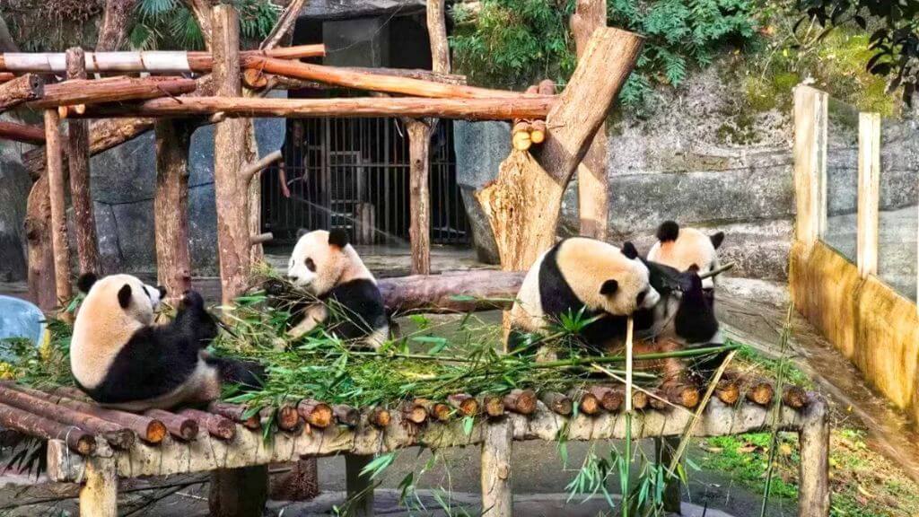 Du khách có thể xem những chú gấu trúc đang dùng bữa