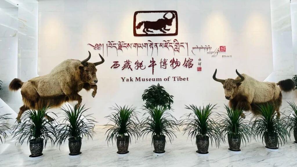 Bảo tàng Bò Yak – nơi giới thiệu vai trò quan trọng của loài bò Yak trong đời sống người Tạng