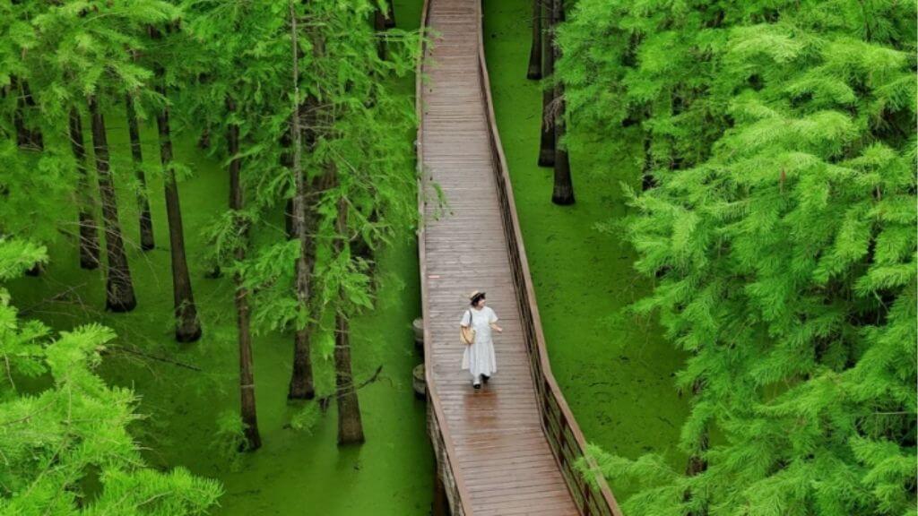 Đầm lầy Thanh Sơn được mệnh danh là 