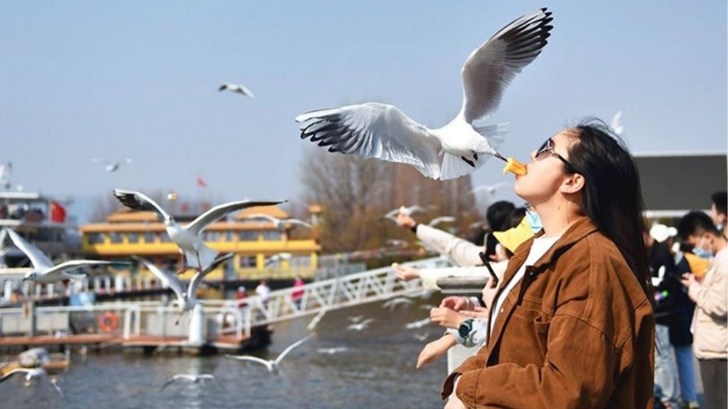 Trải nghiệm cho hải âu ăn ở hồ Điền Trì