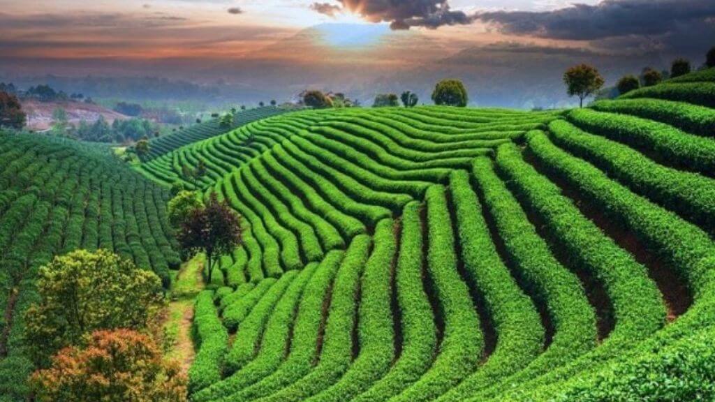 Trải nghiệm hái búp trà tại Vườn Trà Long Tĩnh