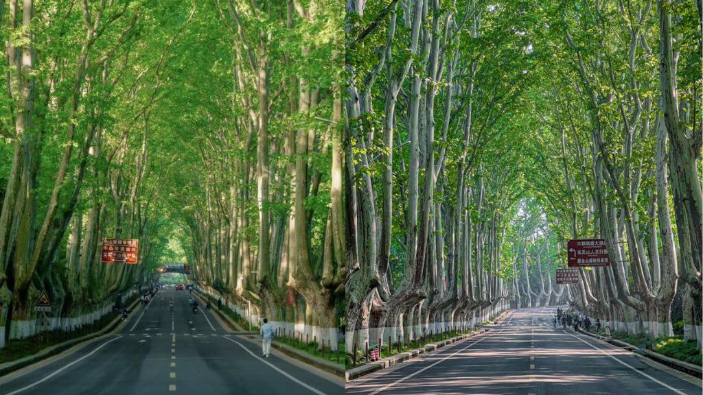 Hàng cây khoác màu xanh khi xuân về trên con đường Nam Kinh Lộ