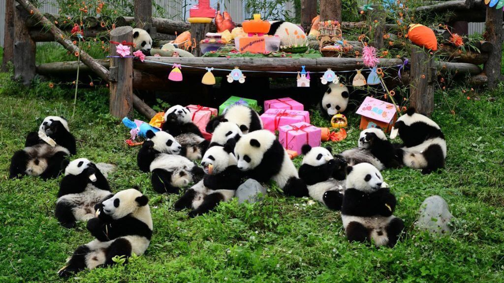 Tận mắt ngắm nhìn những chú gấu trúc khổng lồ