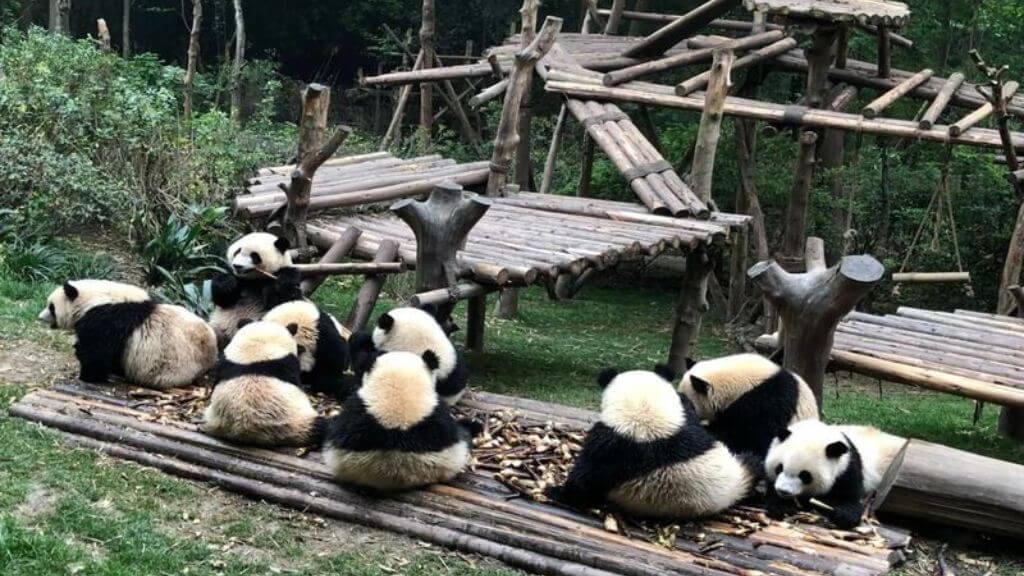 Tham quan trung tâm bảo tồn và nghiên cứu gấu trúc lớn nhất thế giới