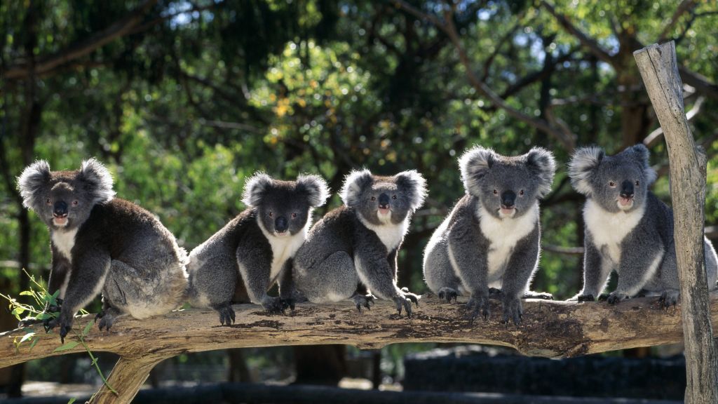 Công viên gấu túi Maru Koala
