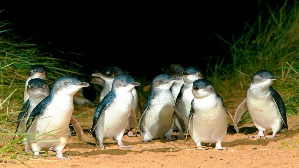 Những chú chim cánh cụt dễ thương ở Penguin Parade