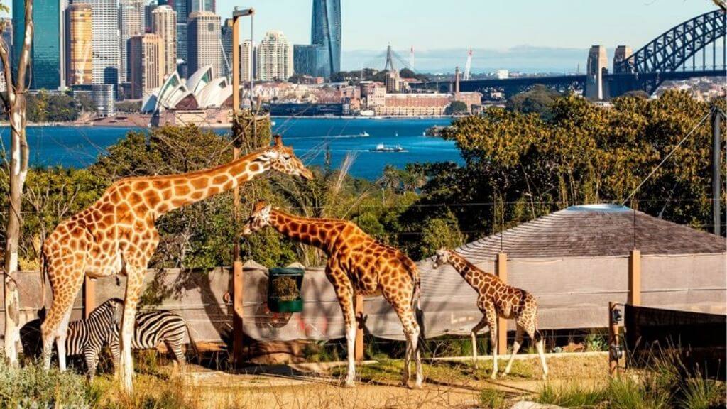 Những chú hươu cao cổ tại Sở Thú Taronga ở Sydney