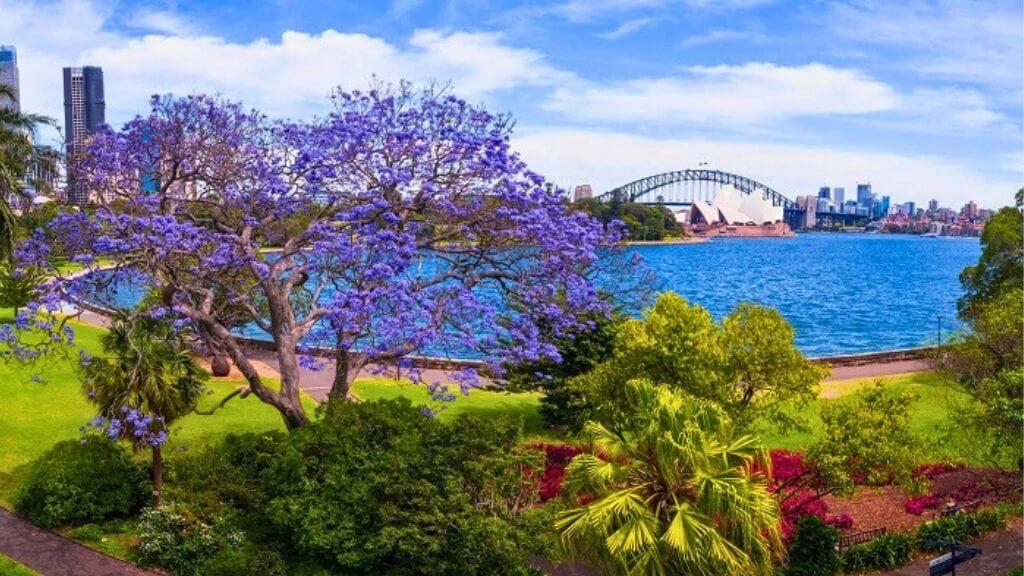 Khám phá Vườn Bách thảo Hoàng Gia – Botanic Garden Sydney