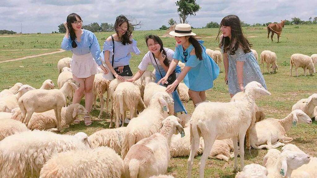 Nhóm khách chơi cùng các chú cừu