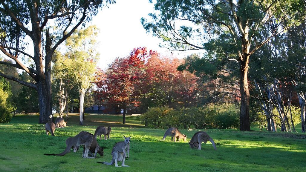 Hình ảnh những chú Kangaroo tự do sinh sống trong không gian xanh của Canberra.