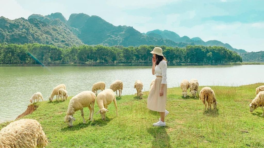 Khung cảnh yên bình tại đồng cừu