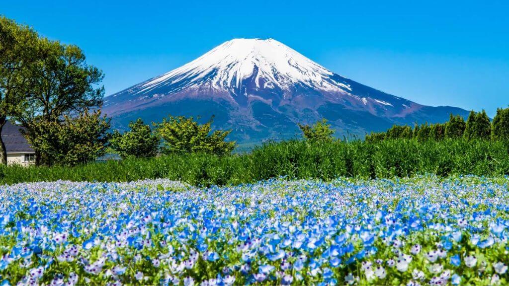 Công viên Yamanakako Hanano Miyako là một cánh đồng hoa nằm ngay dưới chân Núi Phú Sĩ