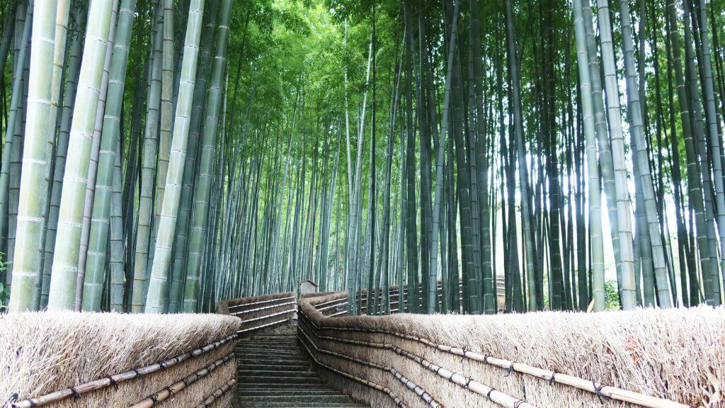 Rừng tre Arashiyama là khu rừng tre nổi tiếng nhất Nhật Bản