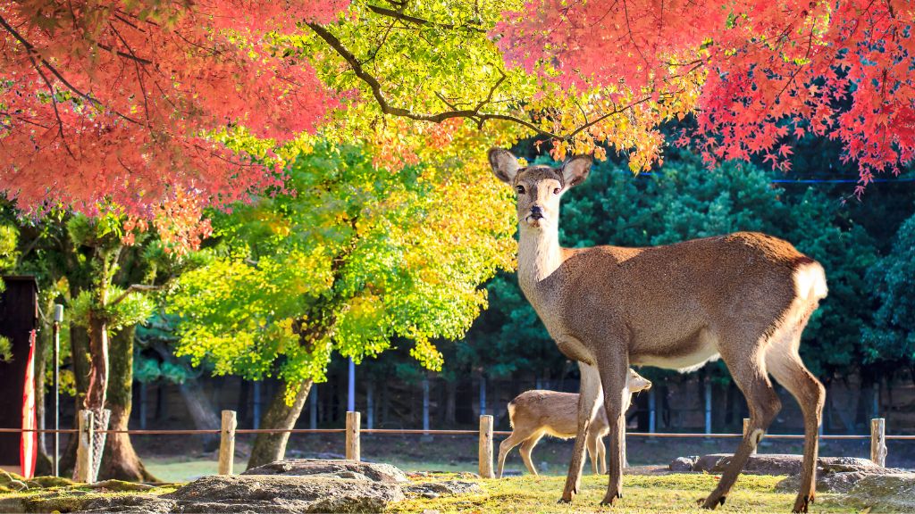 Công viên nai Nara